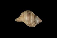 藏品(鶉法螺)的圖片